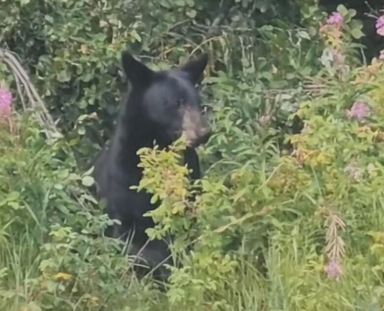 A bear sites in a patch of fireweed flowers.