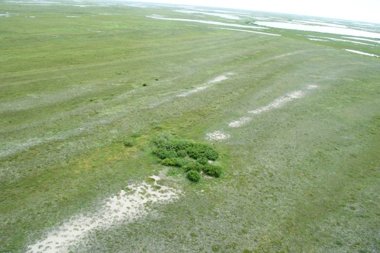 An aerial shot of an Arctic fox den on the tundra near Churchill shows a comparatively lush clump of vegetation growing immediately around the den site.