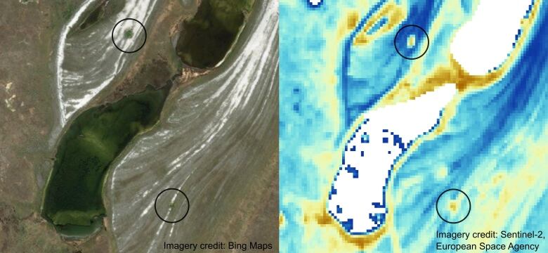 Satellite imagery shows greenish dots on the landscape where Arctic foxes den on the tundra in northern Manitoba.