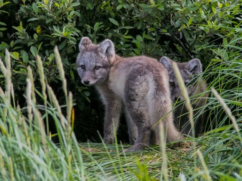 Baby Arctic foxes peer at the camera from the edge of a clump of shrubs near a den site.