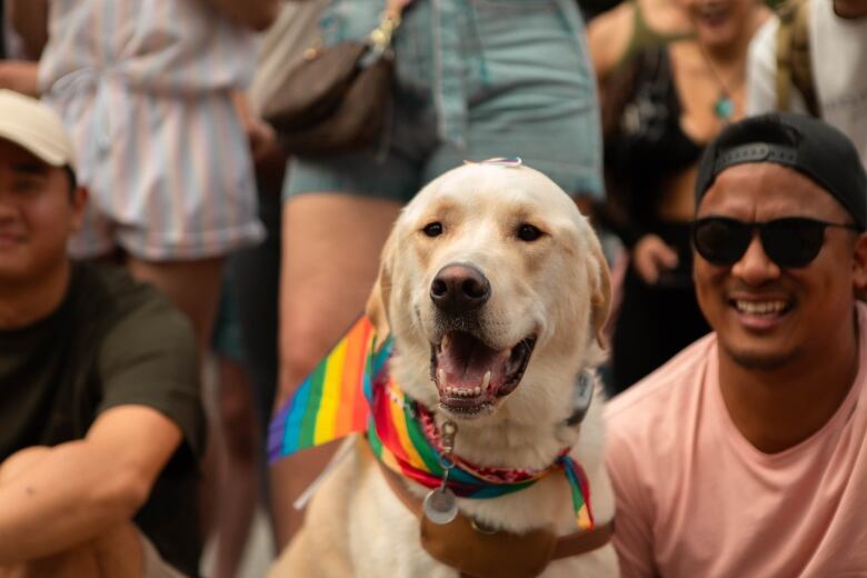 A golden retriever dog wears a rainbow flag hankerchief around its neck. 