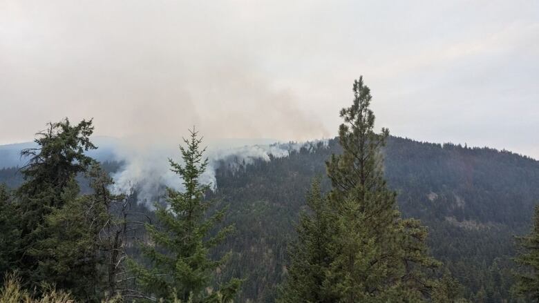 Trees with smoke are pictured.