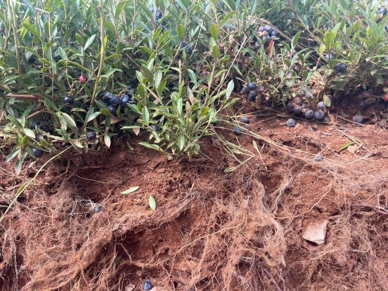 roots beneath blueberry crop