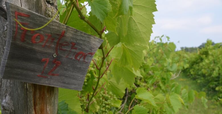 A hand-painted sign reads 'Frontenac 12' on the end of a row of grape vines with shaggy green leaves