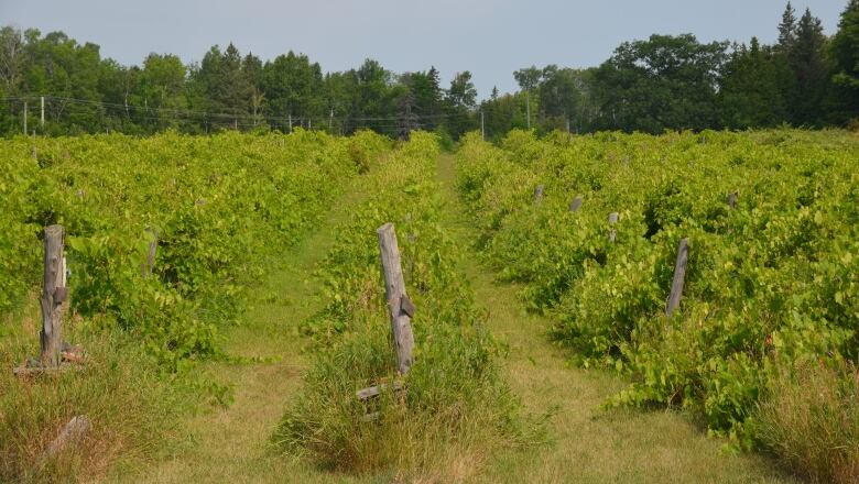 Rows of grapevines with a forest in the background 