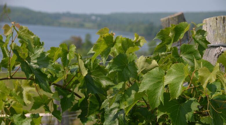 The top of a row of grape vines with a lake and rolling green landscape in behind. 