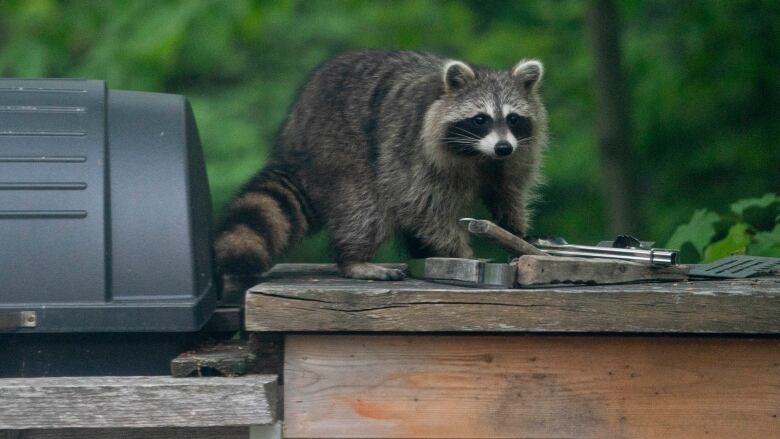 A raccoon perches on a barbeque table and looks at some metal tools.