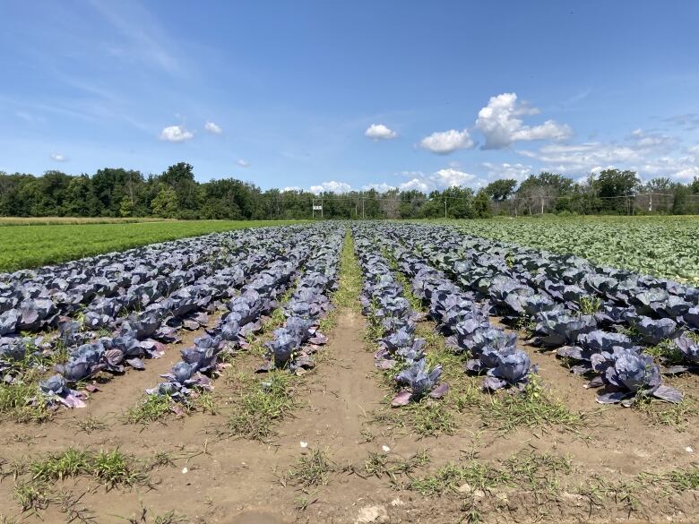 Fields of red cabbage in rows. 