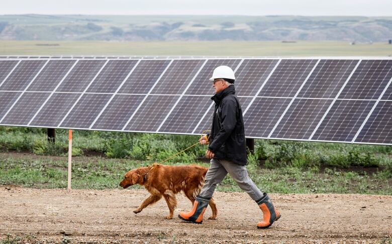 A man and his dog walk past a solar power array.