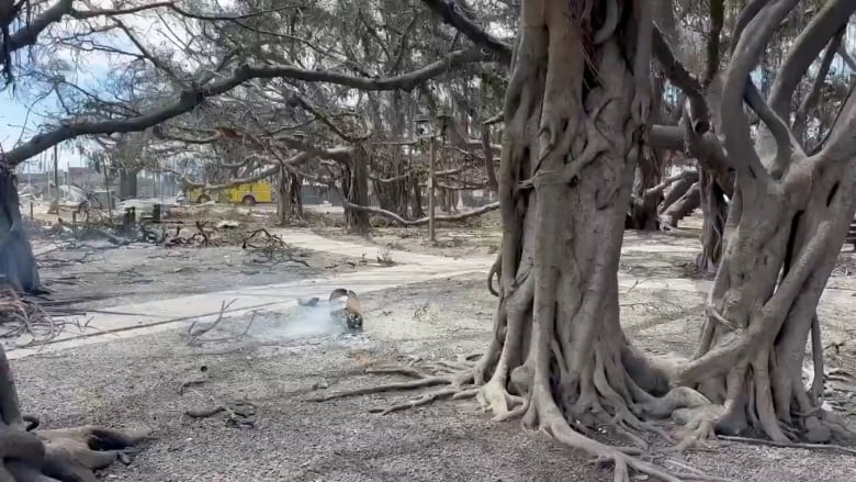 A view of a historic banyan tree after wildfires hit Maui.