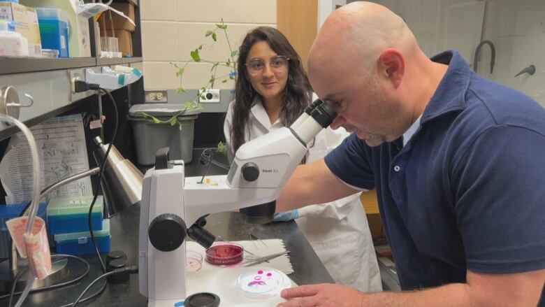 Two members of the University of Saskatchewan's Insect Research Facility look at insects under a microscope in a lab.