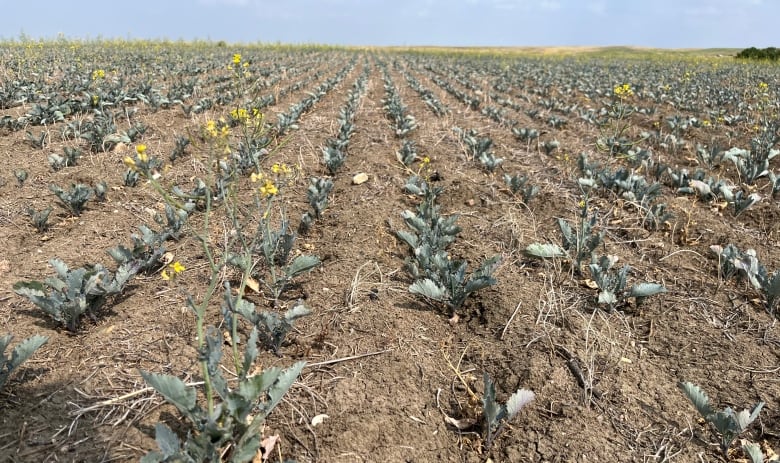 A dry, grasshopper-eaten field stretches as far as the eye can see.