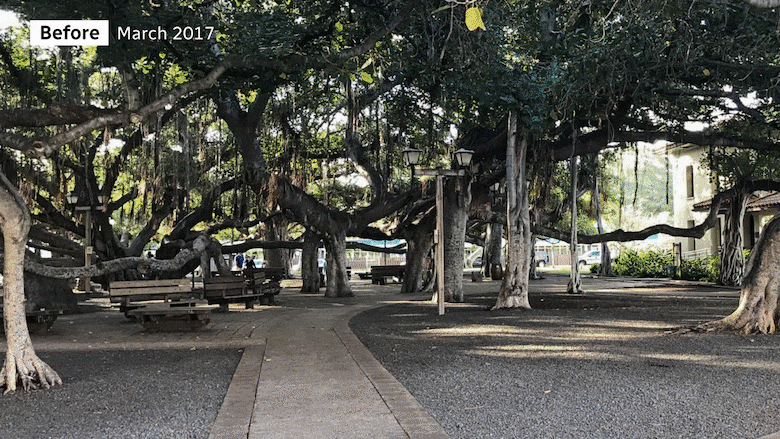 Before and after images of a banyan tree at Lahaina Banyan Court park, one depicting a lush green tree and the other, the same tree charred by wildfire.