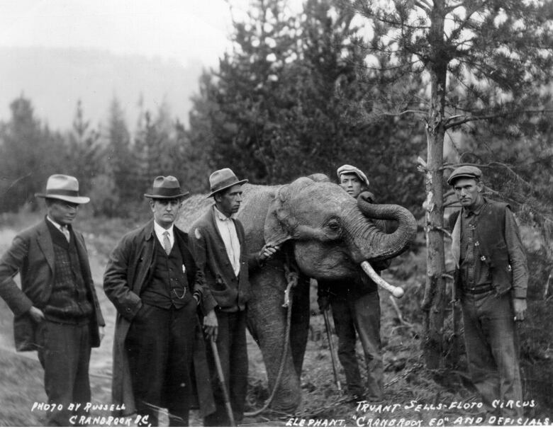 Five men in fedoras and suits with vests pose on either side of an elephant.