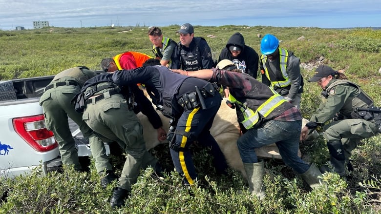 Officials straining to lift a polar bear into a truck.