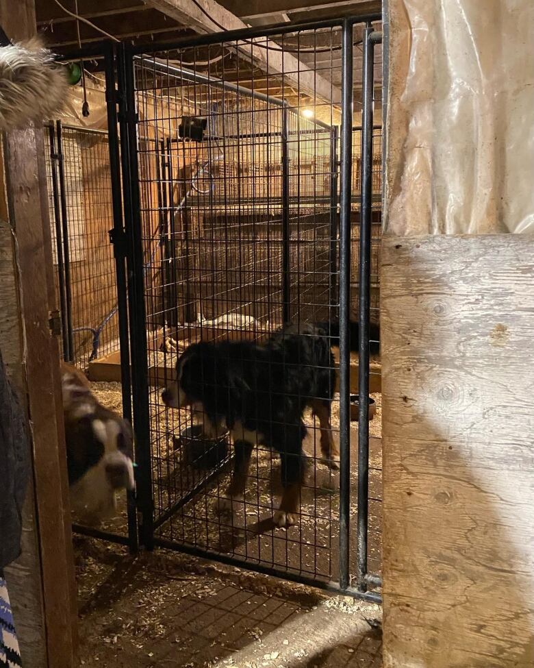 A large dog in a dirty kennel.