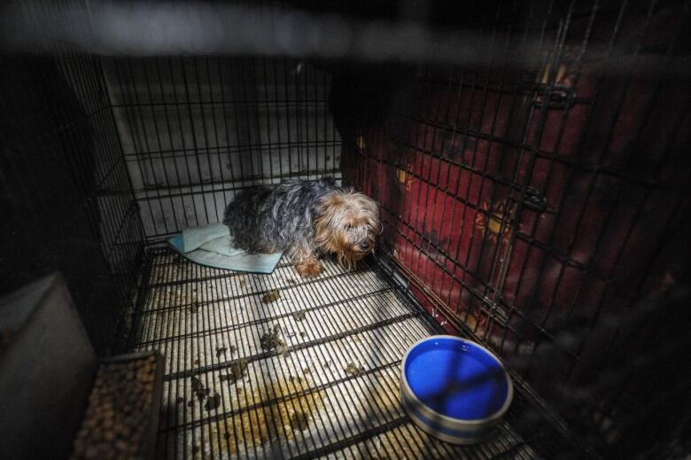 A small dog in a cage with feces on the ground. 