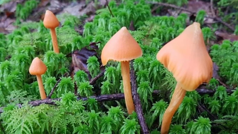 Four orange mushrooms in the ground with green moss.