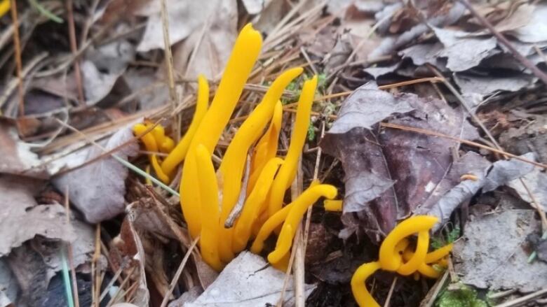 Orange, coral-like fungi on the forest floor.