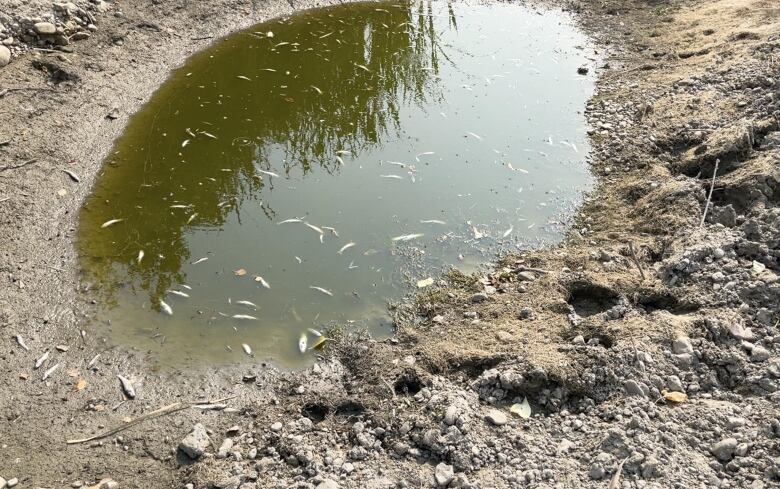 A small pond of water sits in what used to be Beaver Creek in the MD of Pincher Creek.