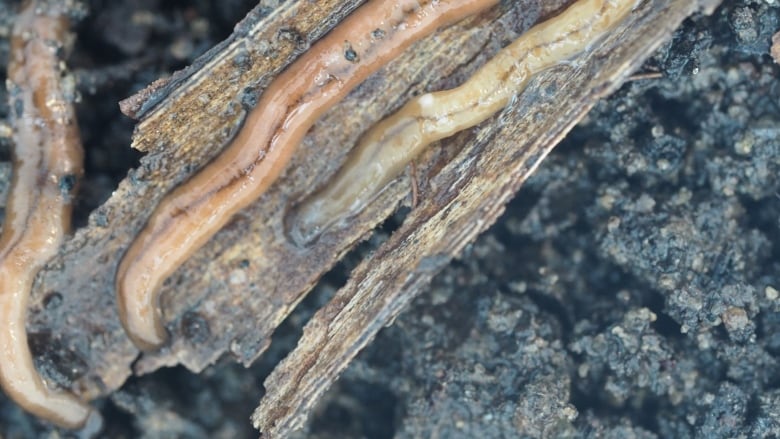 Hammerhead flatworms