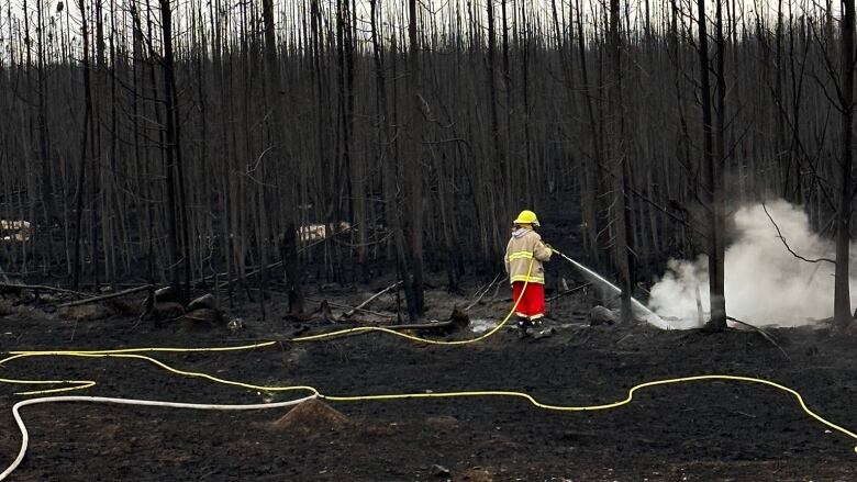 A firefighter sprays water from a long, yellow hose on black, charred trees.