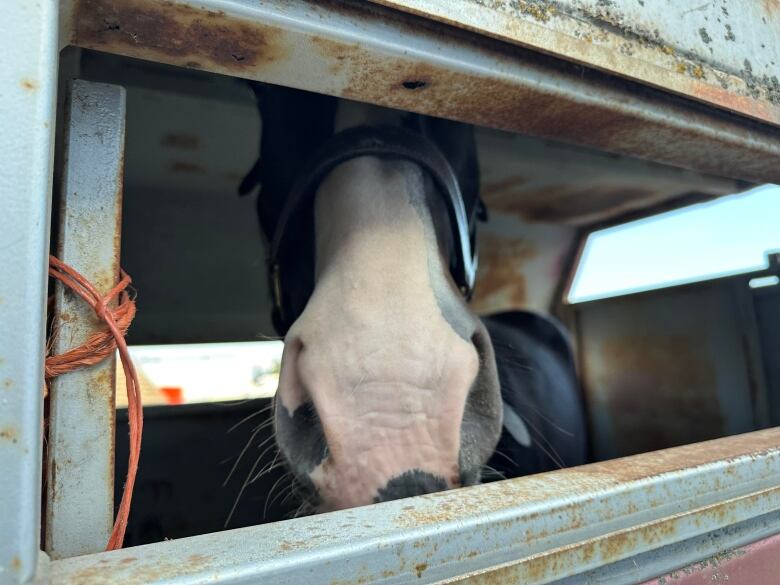 A horse looks out of a trailer.