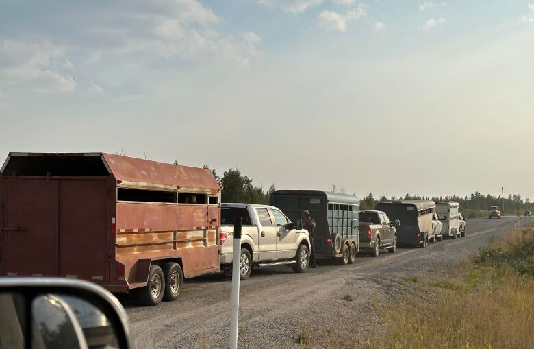 A line of trucks towing horse trailers is lined up on a rural highway.