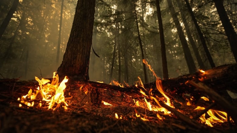 Orange flames burn through the forest floor beside a large tree standing in a forest.