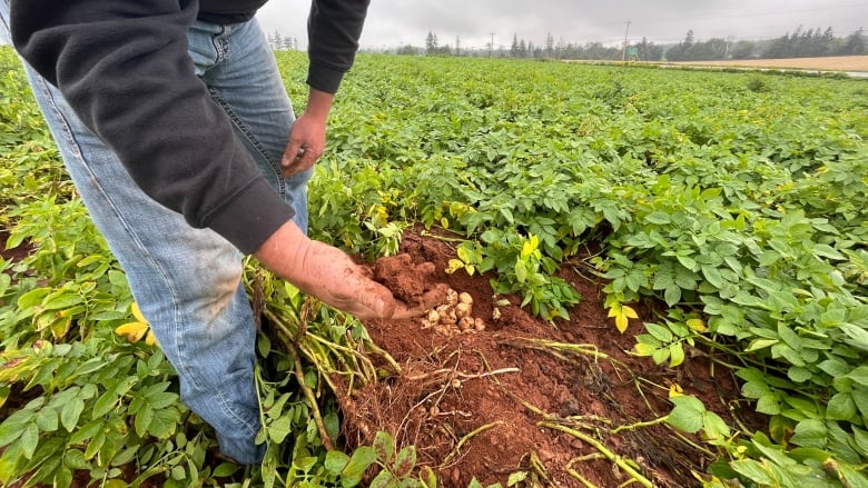 A man's body is visible from the neck down as he squats in his potato field. Tubers are visible on the ground and his hand is holding a ball of dirt.