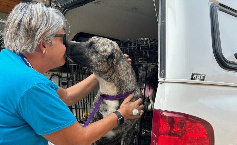 A woman with white hair in a blue T-shirt gets kissed by a dog in a van.