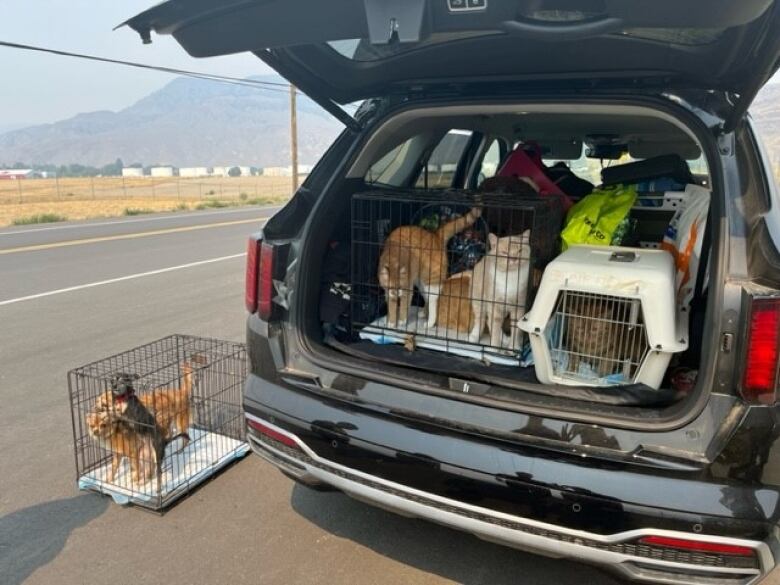 Cats and two small dogs in crates in the back of a minivan. 