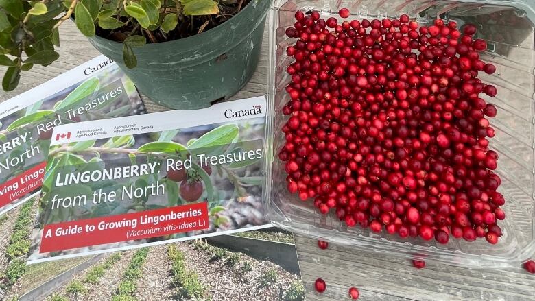 A plastic container with lots of small red berries next to a plant and a pamphlet that says 'lingonberry red treasures from the north.' 