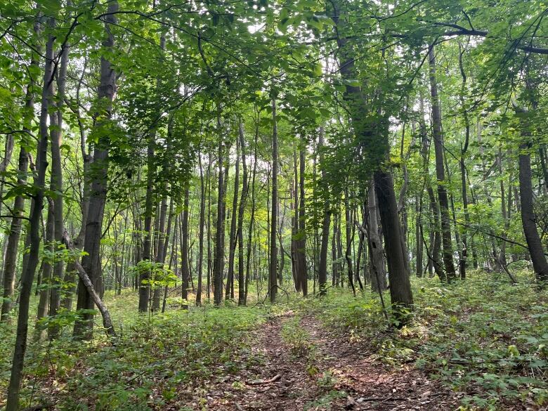 Forest is shown at Hillman Sand Hills in Essex County, Ont.