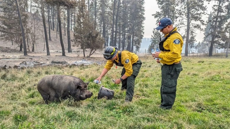 A black pig gets fed by two firefighters wearing yellow.