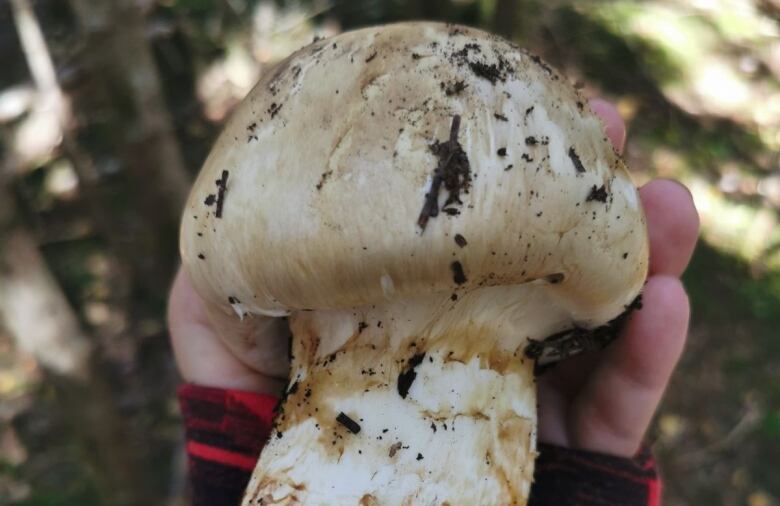 A close-up photo of a large white mushroom held in someone's hand, and it is the size of her entire hand.