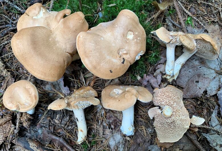 Several beige and white mushrooms shown on mossy ground.