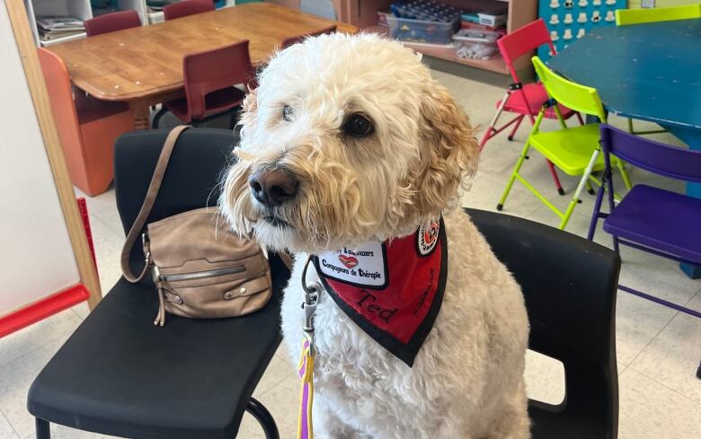 A dog with white and curly hair sits on a a chair.