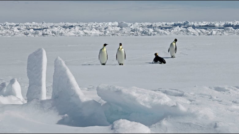 Four penguins are seen walking on ice in Antarctica