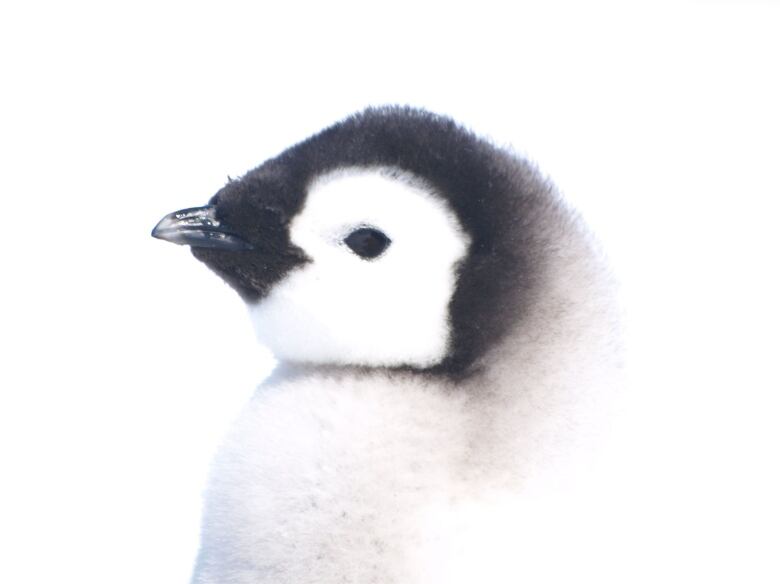 A close-up photo of a juvenile emperor penguin.