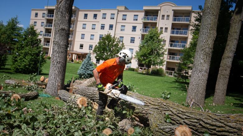 A man in an orange shirt approaches a large downed tree with a chainsaw. 