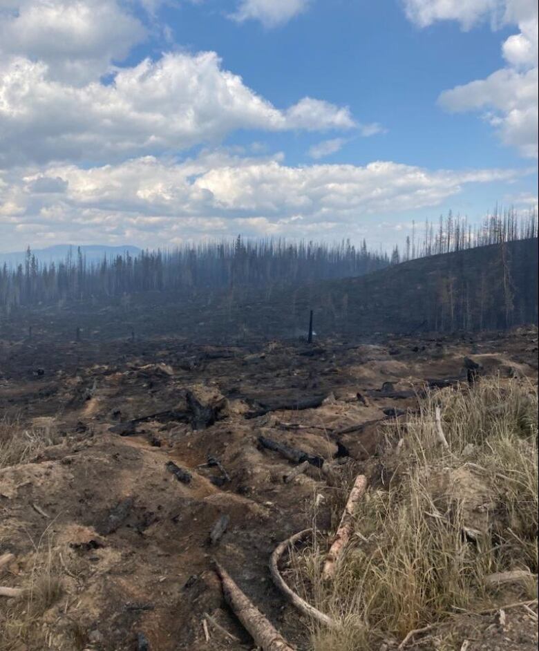 A burned foreground with blacked trees in the background.