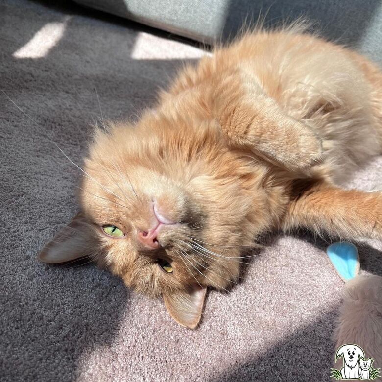 A cat with light green eyes is seen lazying around on a carpeted floor.