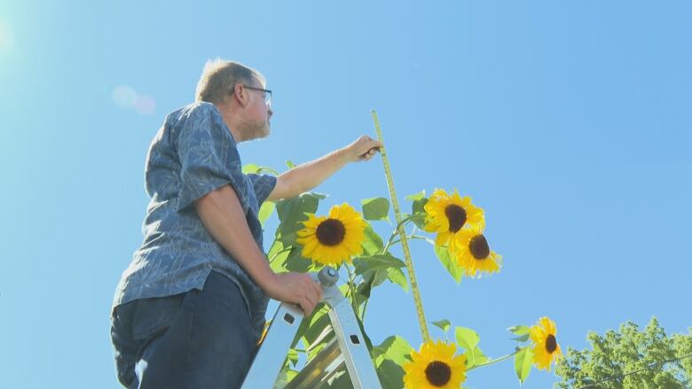 David Garlick measuring the sunflower.