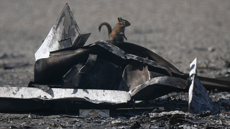 A chipmunk stands on a pile of debris in a charred landscape.