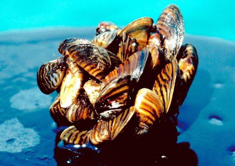 A cluster of zebra mussels.