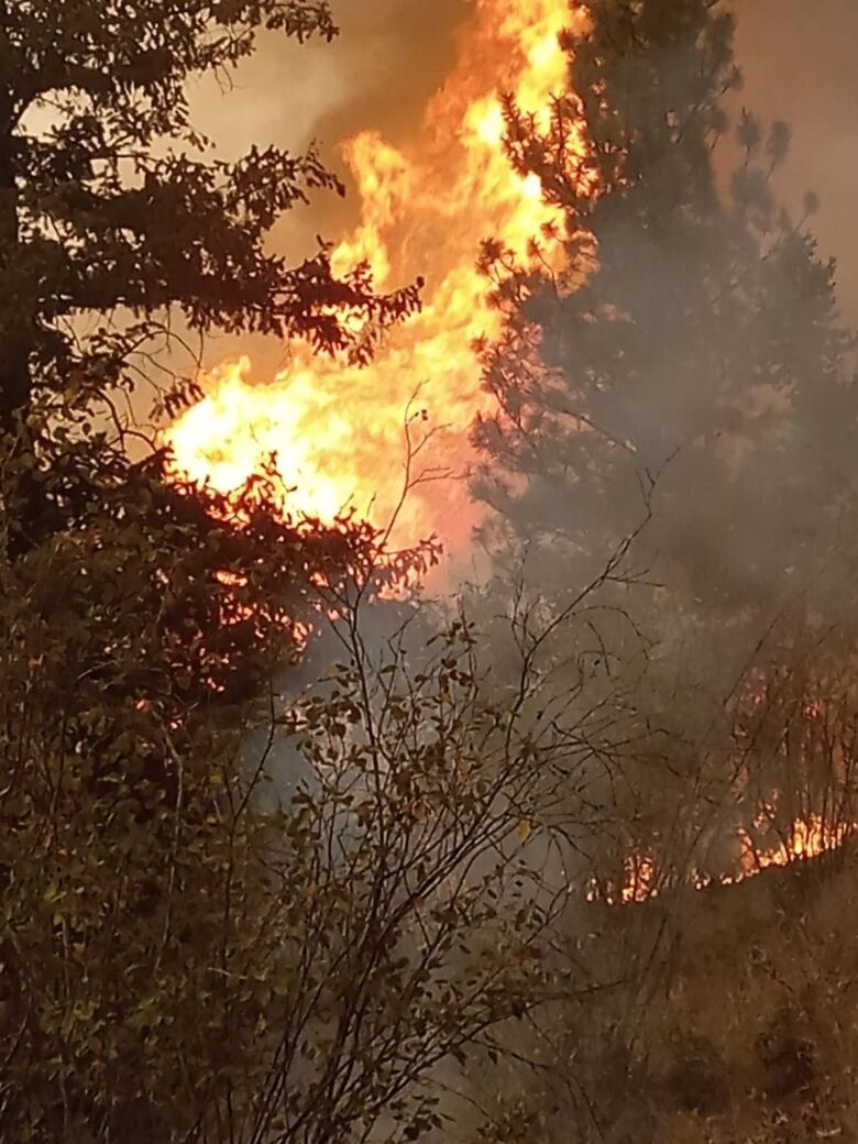 A burst of flames shoots into the sky behind a tree.