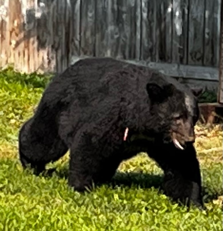 A black bear is pictured on a grassy yard.