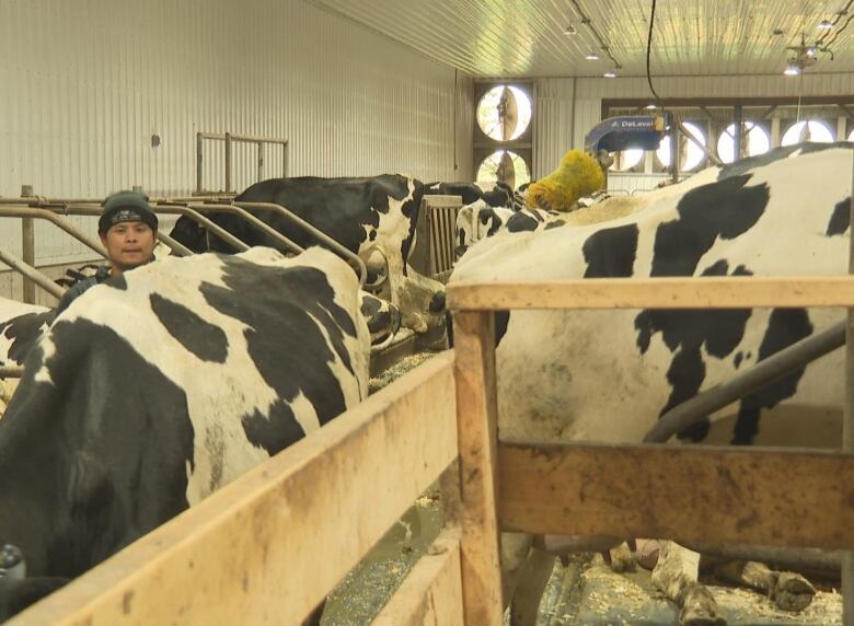 Standing with the dairy cows Edgar Mendoza works to gather one for milking. They are in a barn. 