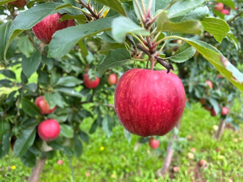 Red apple on tree